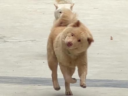肉松：爱是会变的对吗？#中华田园犬 #土松 #养狗的乐趣 #顶级纯正中华犬 #养狗的意义