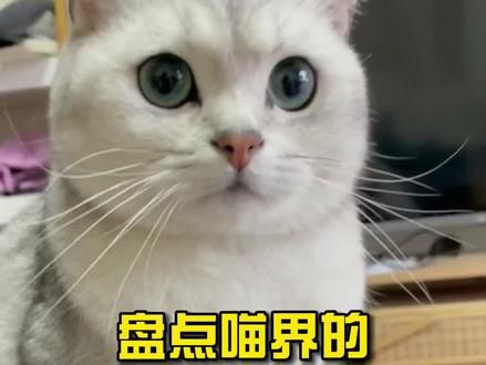 第870集：盘点喵界的社交行为第二弹！#猫咪 #喵星人 #科普知识 