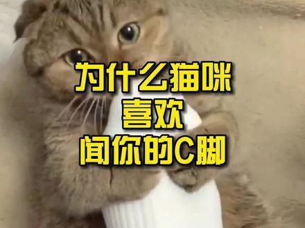 第875集：为什么猫咪喜欢闻你的脚丫子？#猫咪 #宠物 #喵星人 #科普知识 