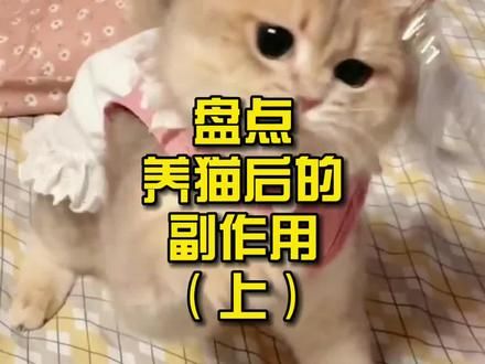 第873集：盘点养猫后的副作用!#宠物 #养猫新手 #养猫 #科普知识 
