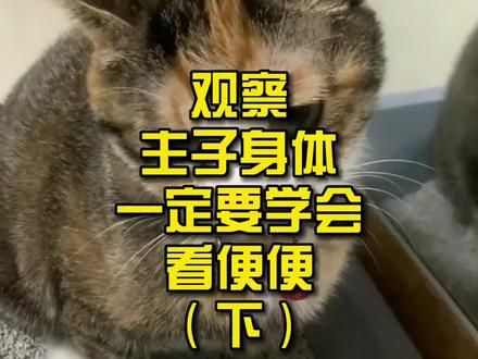 第877集：观察主子身体，一定要学会看便便第二弹！#猫咪 #猫咪粑粑 #科普知识 