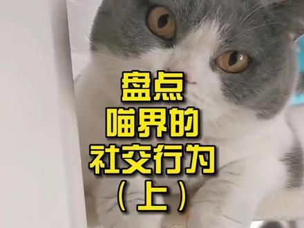 第869集：盘点喵界的社交行为！#猫 #养猫人 #科普知识 