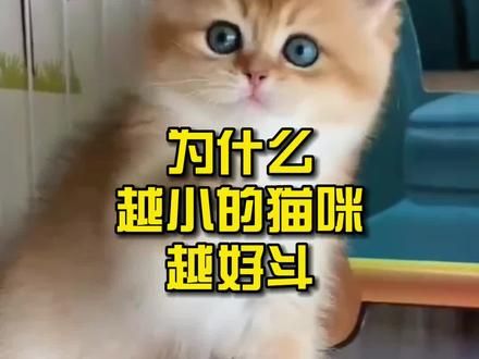 第880集：为什么越小的猫咪越好斗？#萌宠 #养猫新手 #养猫人 #科普知识 