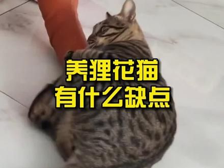第879集：养狸花猫有什么缺点？#猫咪 #狸花猫 #科普知识 