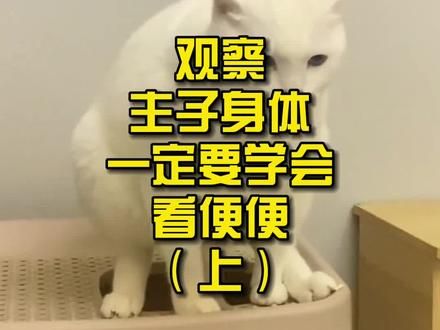 第876集：观察主子身体，一定要学会看便便！#猫咪 #猫咪粑粑 #科普知识 