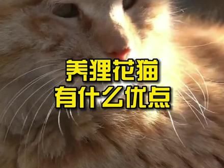 第878集：养狸花猫有什么优点？#猫咪 #狸花猫 #科普知识 