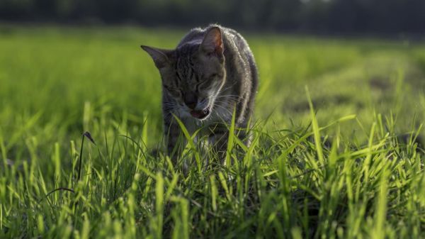 我的猫为什么吐血？-是宠网