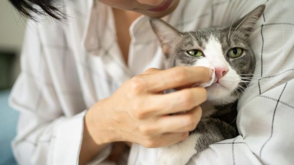 猫的鼻出血是什么？-是宠网