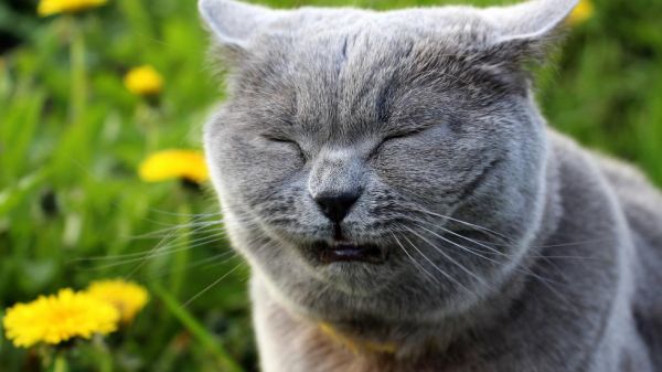 猫反向打喷嚏：原因是什么以及何时需要担心-是宠网