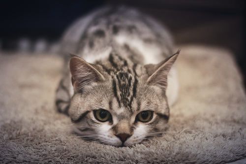 猫咪声音嘶哑感冒了怎么办
