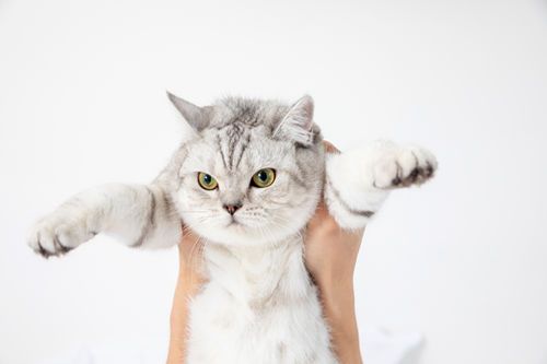 猫能活多久 猫的寿命是多少年