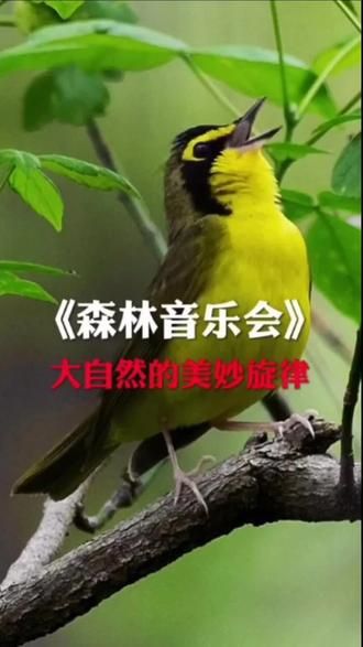 森林音乐会#鸟类实拍 #观鸟 #鸟语 #动物鸟世界