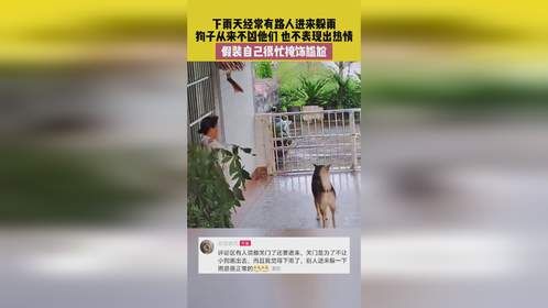 9月25日 广西，下雨天经常有路人进来躲雨，狗子从来不凶他们，也不表现出热情，假装自己很忙掩饰尴尬