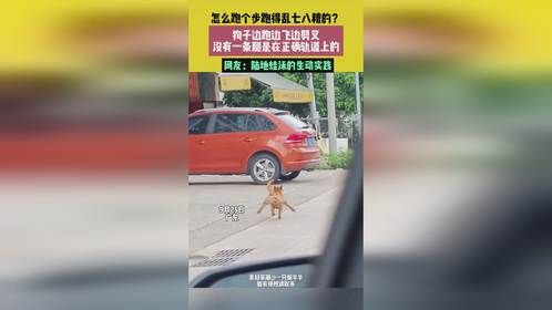 9月25日，广东，怎么跑个步跑得乱七八糟的？狗子边跑边飞边劈叉，没有一条腿是在正确轨道上的，网友：陆...