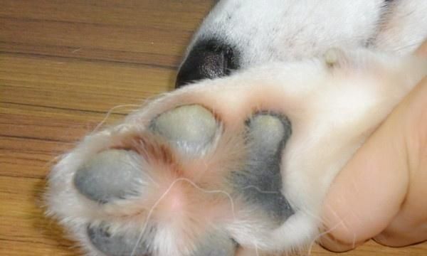 狗狗脚垫裂了怎么办（宠物主人必备的救援指南）