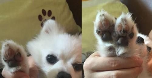 如何保护宠物狗狗的脚垫（从平时护理到户外安全，呵护你的狗狗）