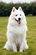 训狗狗狗排便N种方法