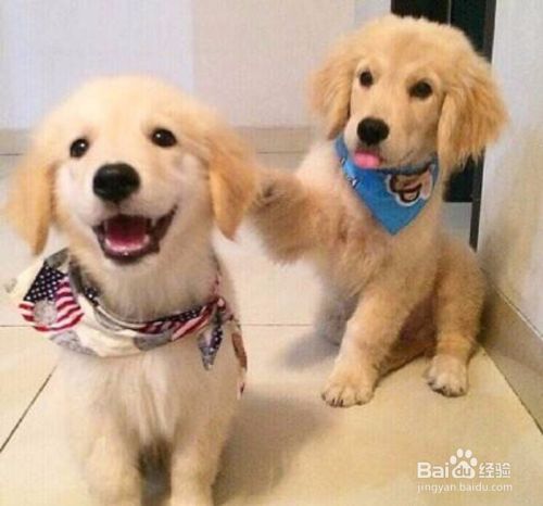如何训练狗狗不要随地大小便