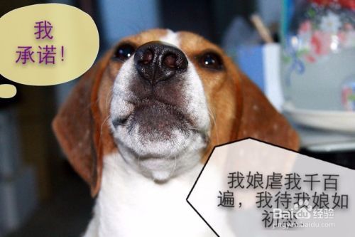 如何训练狗狗不要随地大小便