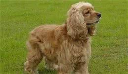 可卡犬训练首先训练有规律的排便