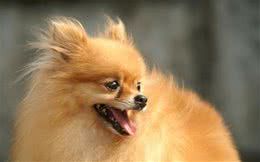 新手饲养博美犬必看