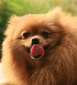 犬的一级训练:排便训练