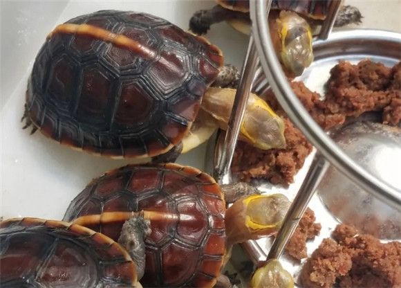 乌龟脑炎的症状和治疗