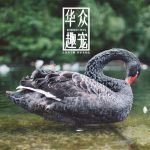 如何进行黑天鹅蛋的孵化？-华众趣宠