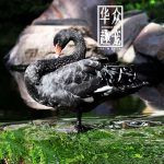 如何进行黑天鹅蛋的孵化？-华众趣宠