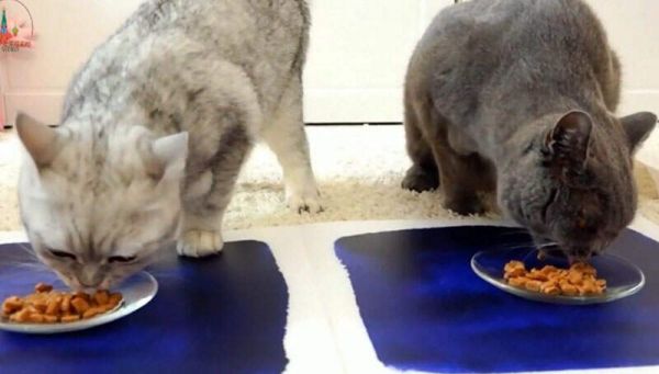 宠物狗_宠物猫_猫粮