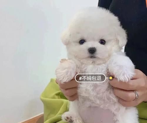 如何给你的比熊幼犬进行除虫（宠物健康）