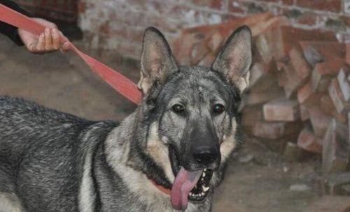 狼青幼犬的喂养指南与注意事项（如何养育健康成长的狼青幼犬）