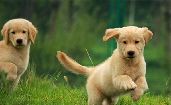 宠物幼犬的安全喂养（从饮食、水源、食具、环境等方面让幼犬健康成长）
