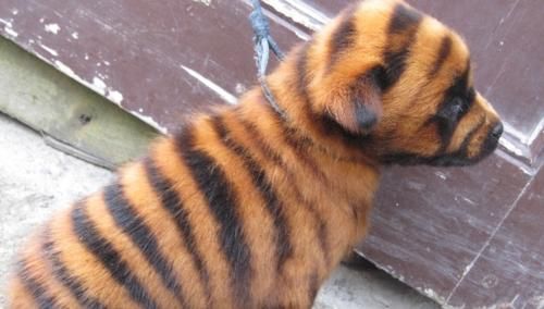 宠物幼犬的安全喂养（从饮食、水源、食具、环境等方面让幼犬健康成长）