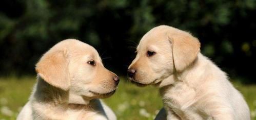 宠物幼犬的安全喂养（从饮食、水源、食具、环境等方面让幼犬健康成长）