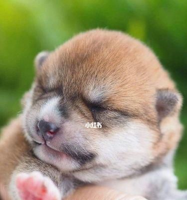 小狗睁眼时间的秘密（从宝宝到成犬）