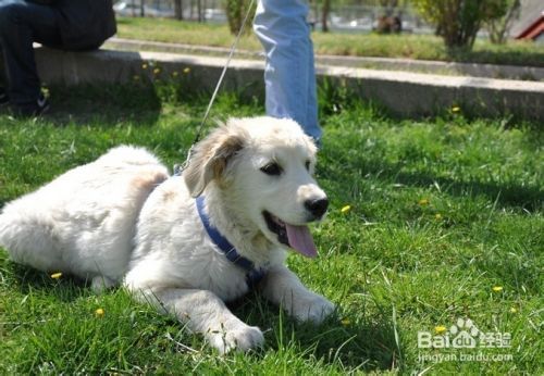 （爱狗人士必看）幼犬到成年的狗粮配方