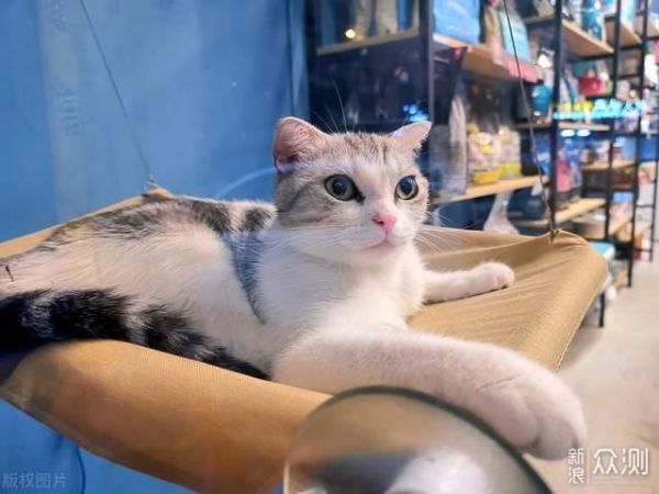DoFeeCat哆菲猫无谷冻干猫粮怎么样？全面测评_新浪众测