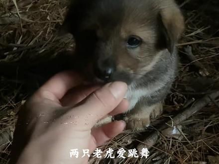 狗儿要听狗儿歌,狗儿雪地画梅花!#狗儿要听狗儿歌 #感动瞬间