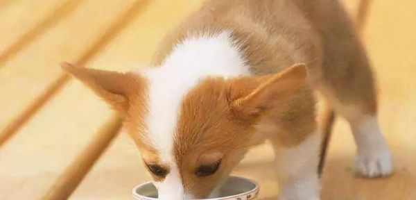 宠物膳食必知——适合狗狗吃的蔬菜