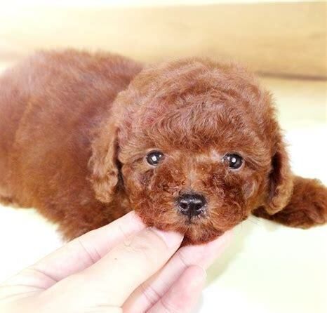 一个月泰迪狗如何养好,泰迪狗狗的饲养方法