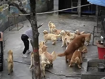 金毛：养狗十年无人问，一脚踹盆天下知！少看一秒都觉得它可怜 #金毛 #狗狗 #动物的迷惑行为 #萌宠 #汪星人