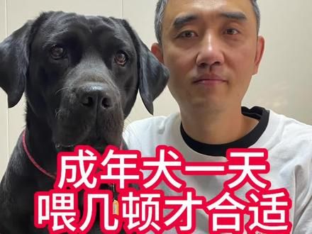 狗狗喂食需要注意 成年犬一天三顿饭，寿命减一半，一定不是危言耸听。#养狗经验分享 #科学养宠攻略 #萌宠 #狗狗