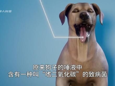 被自家的宠物狗舔到伤口，为何要锯掉四肢？#科普 #人体奥秘 #细菌