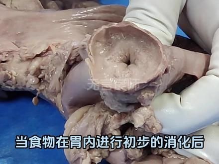 这是一处位于人体内非常重要的肌肉 #无言良师 #知识 #科普 幽门括约肌