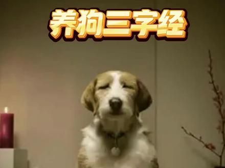 养狗三字经口诀，你学会了吗？#养狗经验分享 #不养狗不知道 #科学养宠
