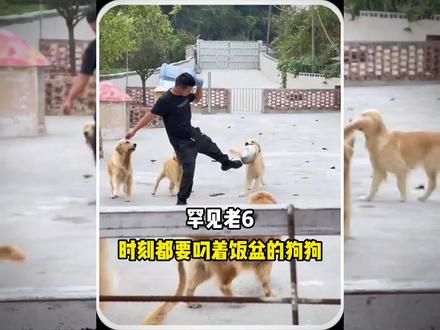 罕见老6，时刻都要叼着饭盆的狗狗#养狗的乐趣 #动物的迷惑行为 #狗狗的心思都写在脸上了