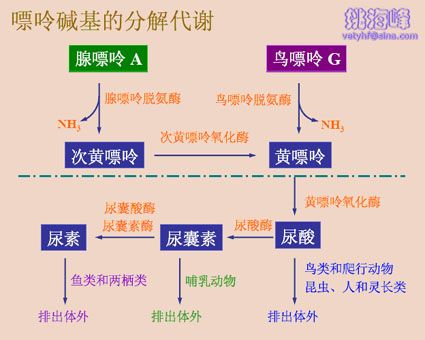 对猫高尿酸性肾病的置疑？？？？