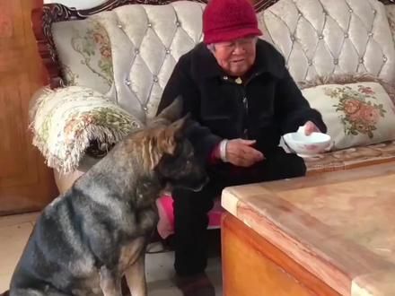 这个世界真的不能没有狗狗!#狗狗 #人宠情深 #灰宝