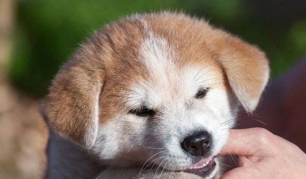 从什么时候开始训练一只幼犬？训练幼犬定点尿尿时需要注意什么？